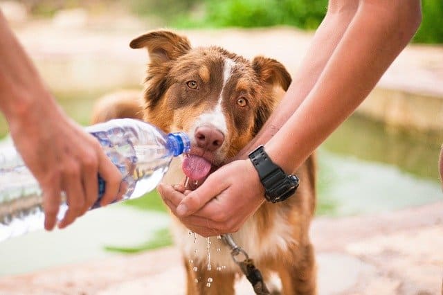 Should You Wear A Watch When Playing With Dogs